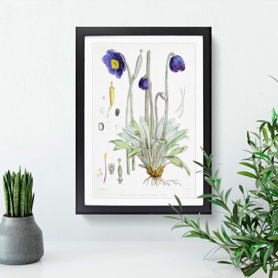 Himalayan Blue Poppy by W. H. Fitch - Picture Frame Painting Print
