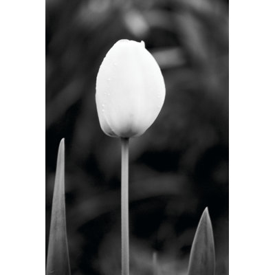 Floral Portrait III by Jeff Pica - Wrapped Canvas Print