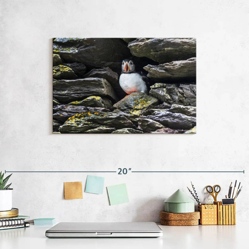 Crowle Resting Atlantic Puffin, 8" H x 12" W