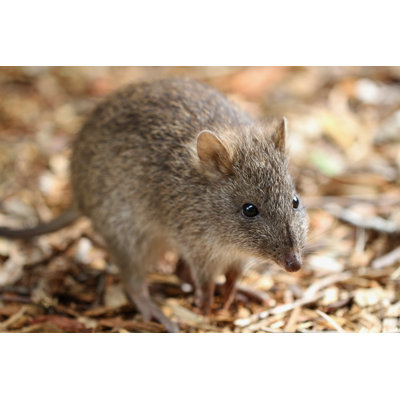 Long-Nosed Potoroo by Whitepointer - Wrapped Canvas Print