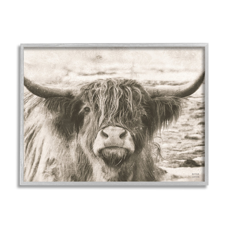 Photographie d'une vache Highland, Giclée encadrée noir minuit, H 11 po x l 14 po x P 1,5 po
