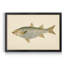 «Donovan Antique Fish IV», impression sur toile encadrée-769144025-769144021