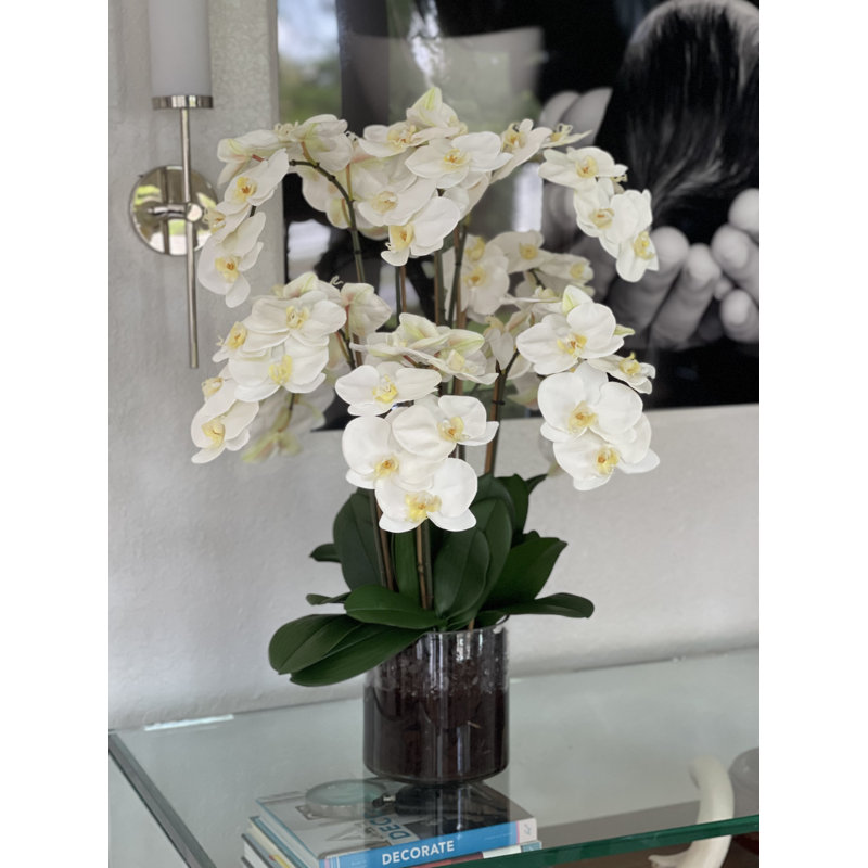 Blooming Orchid in Vase, White