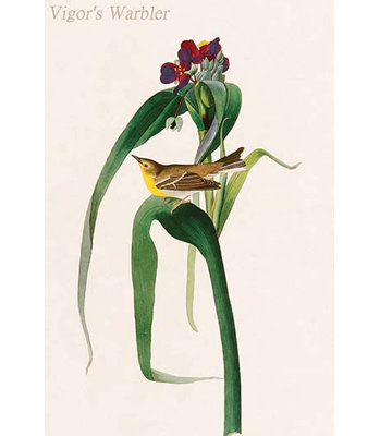 « warbler » par john audubon-impression d’art graphique