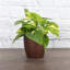 Live Golden Pothos Plant in Classic Pot-49662249