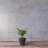 Carreras Planter-511374859-511374856