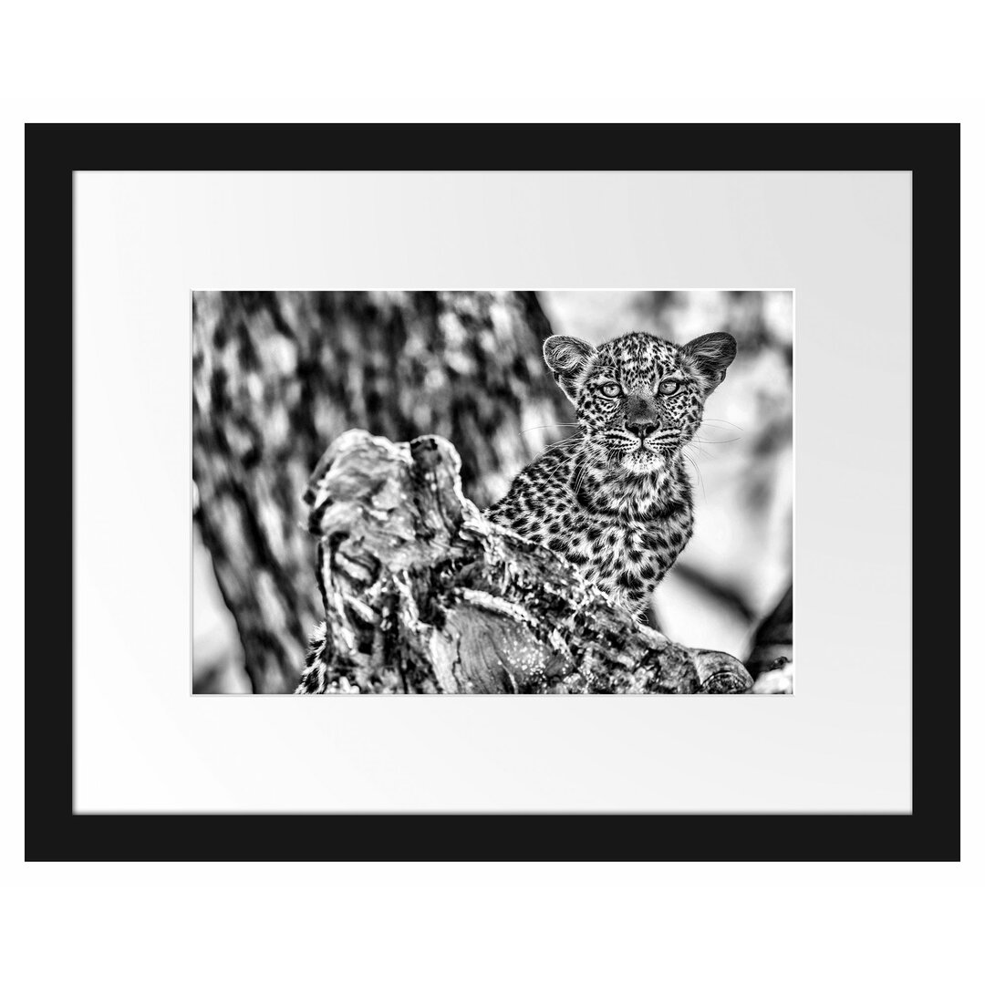 Gerahmtes Poster Leopardjunges auf Baum