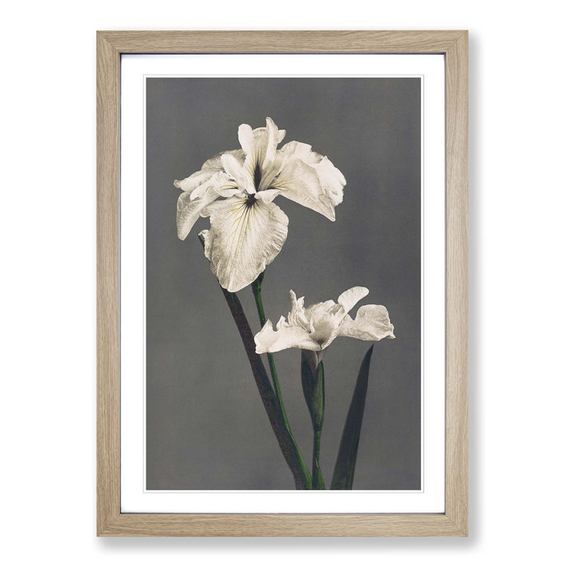 White Iris Flower by Kazumasa Ogawa - Picture Frame Art Prints, 48cm H x 36cm W x 2cm D, Oak Framed