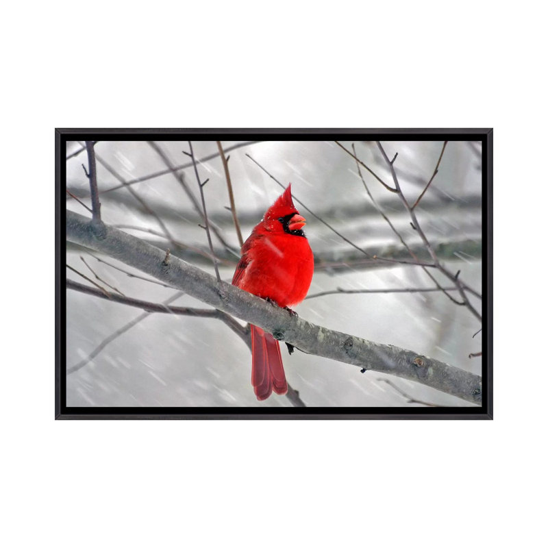 « cardinal oiseau »-impression, Toile avec cadre noir patiné, H 32 po x l 48 po x P 1,5 po