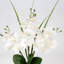 Haffner Arrangement