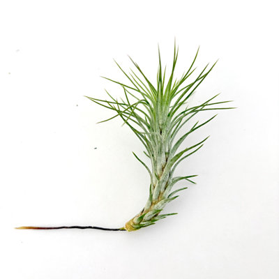 Air Plant Funckiana 2PK 2"-3"