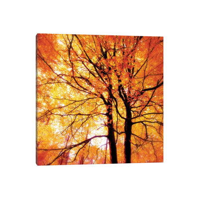Autumn Glory - Wrapped Canvas Print