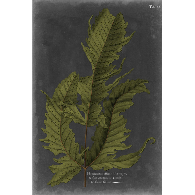 Foliage Dramatique I by Vision Studio - Wrapped Canvas Print, 46cm H x 30cm W