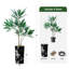66 plantes-97700192