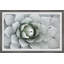 Succulent Outline - Single Picture Frame Painting-622752323