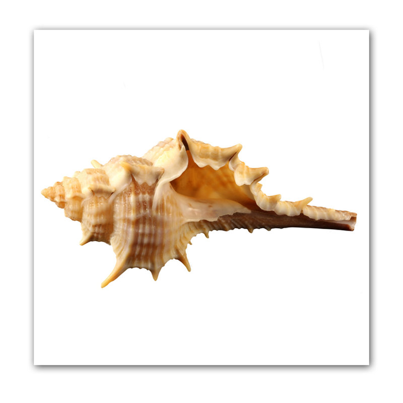 Corne de coquillage - photographie, H 24 po x l 24 po x P 2,5 po, Aluminium