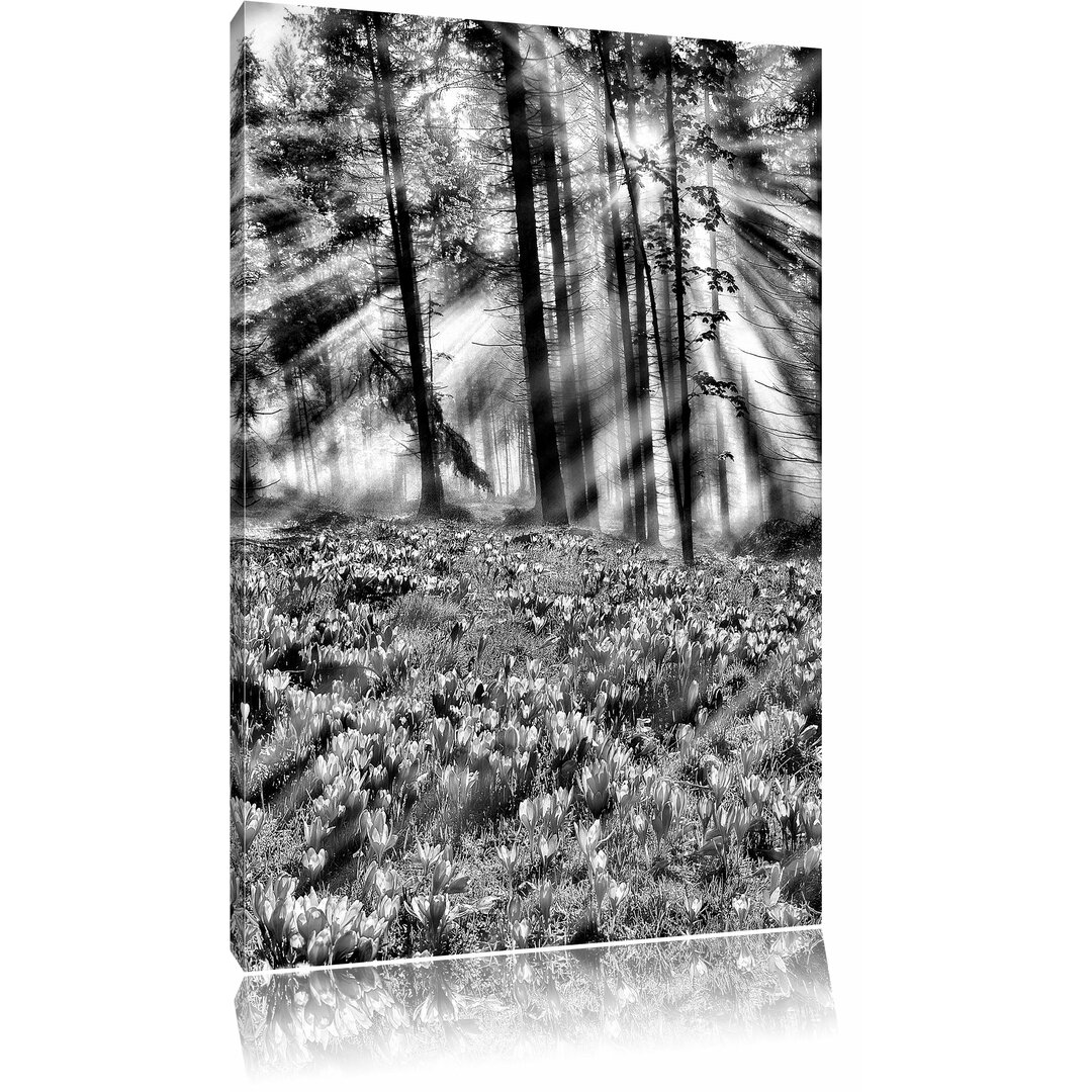 Leinwandbild Krokusse im Wald in Monochrom