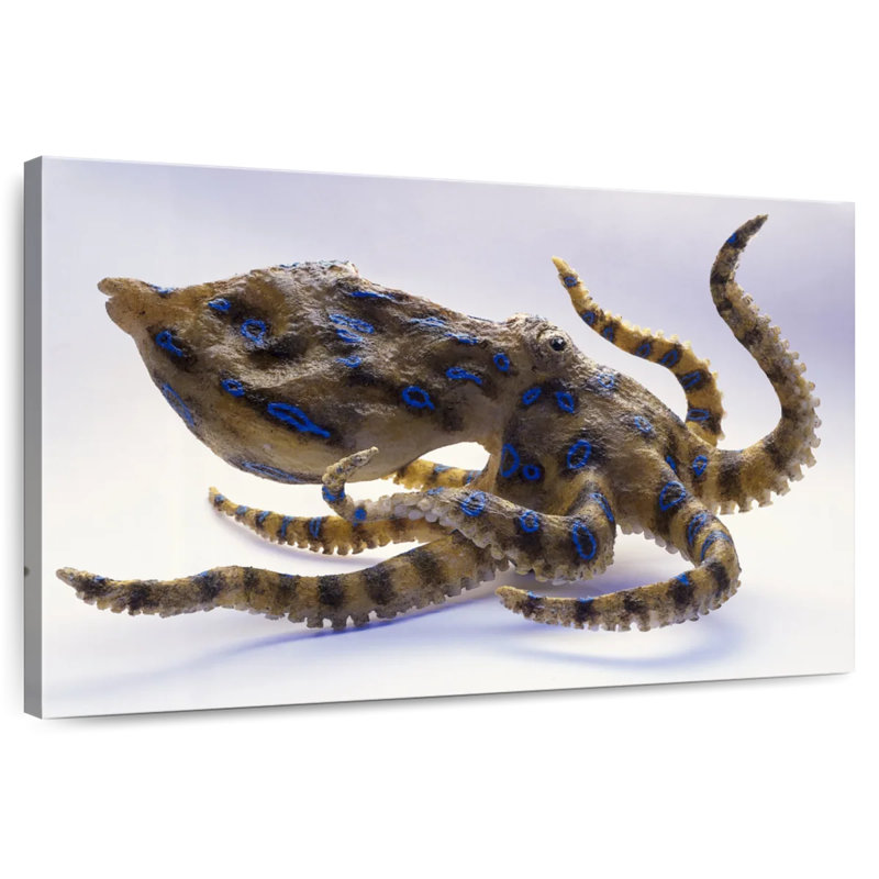 Model Of Blue Ringed Octopus, 24" H x 36" W