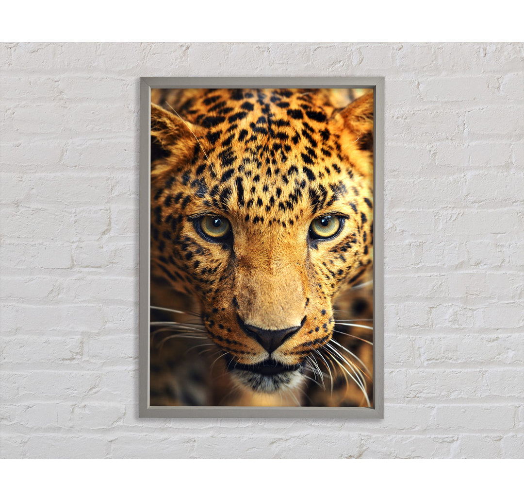 Leopard Stare - Einzelner Bilderrahmen Kunstdrucke auf Leinwand