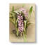 Magnolia Flowers Illustration Tab.81 by Frederick Sander - Wrapped Canvas-55312038