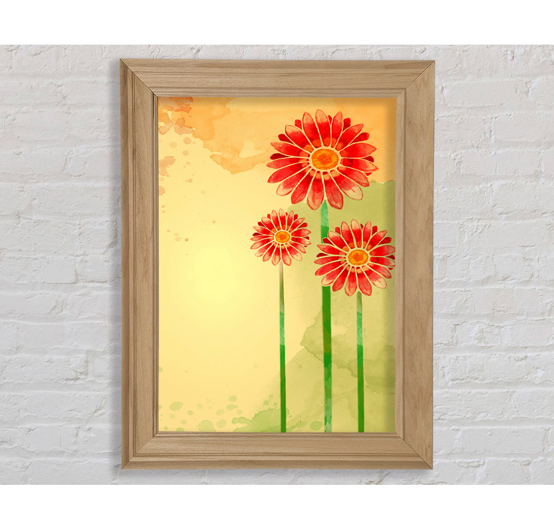 Trio Of Daisies - Einzelner Bilderrahmen Kunstdrucke