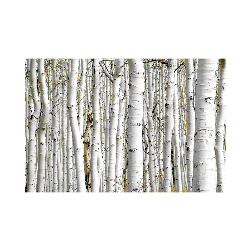 Birch Wood by PhotoINC Studio - Wrapped Canvas Print, 20.32 cm H x 30.48 cm W, Wrapped Canvas