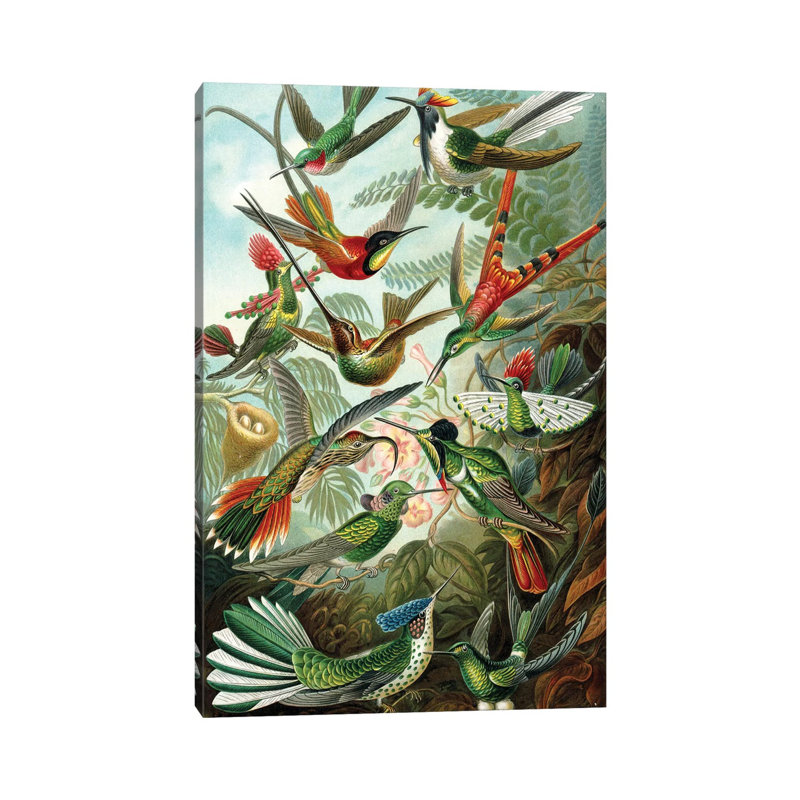 Haeckel Hummingbirds by PatentPrintStore - Wrapped Canvas Print, 66.04 cm H x 45.72 cm W x 1.91 cm D