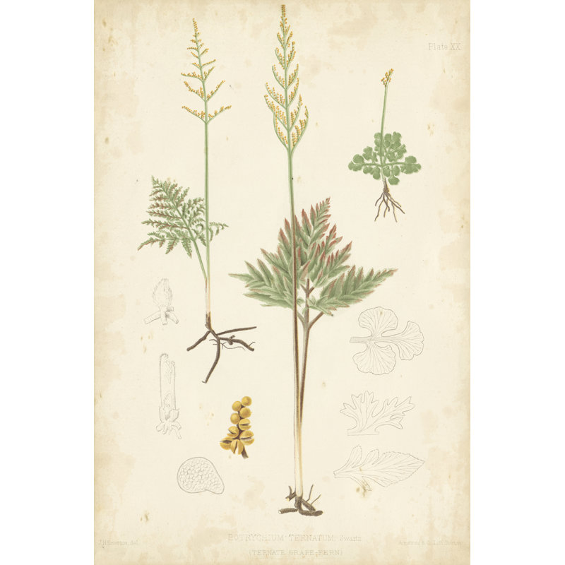 Fern Study II by Vision Studio - Wrapped Canvas Painting, 122cm H x 81cm W