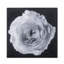 Black And White Flower Epoxy B Print