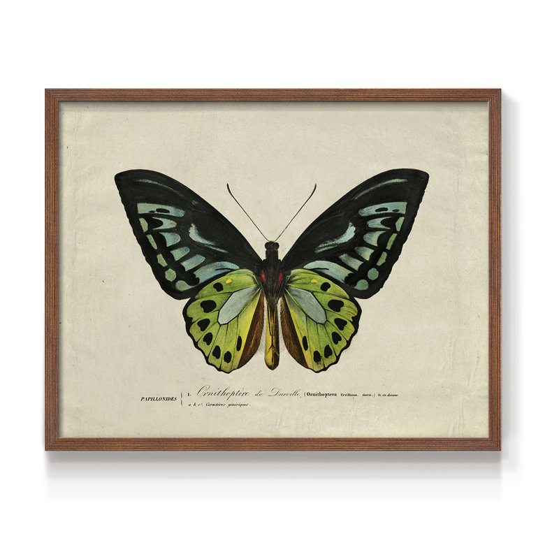 Faune rétro-XXIX - reproduction encadrée - réaménageable, H 8 po x l 10 po, Noyer