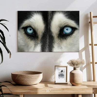 Brampt Sky Eyed Husky