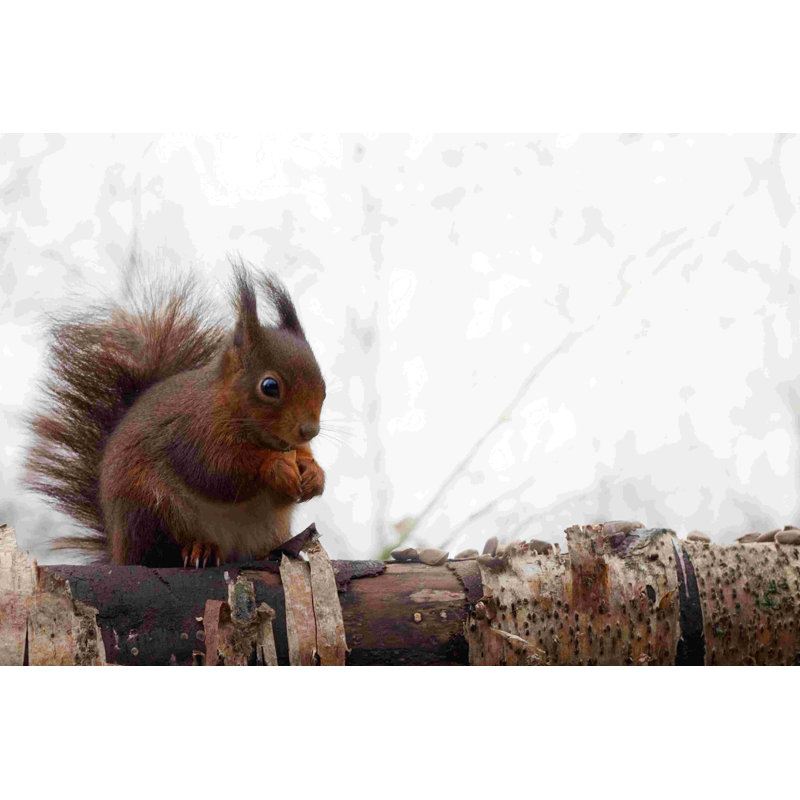 " Red Squirrel " by Joe Reynolds, 24" H x 36" W  