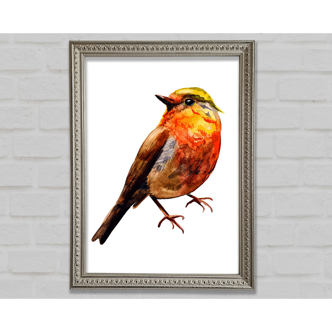 Robin Red Breast - Druck