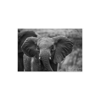 " Baby Elephant " by Anders Jorulf