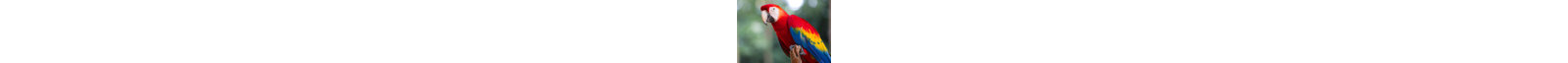 " Red Parrot (Macaw) " by Cusoncom-220868332