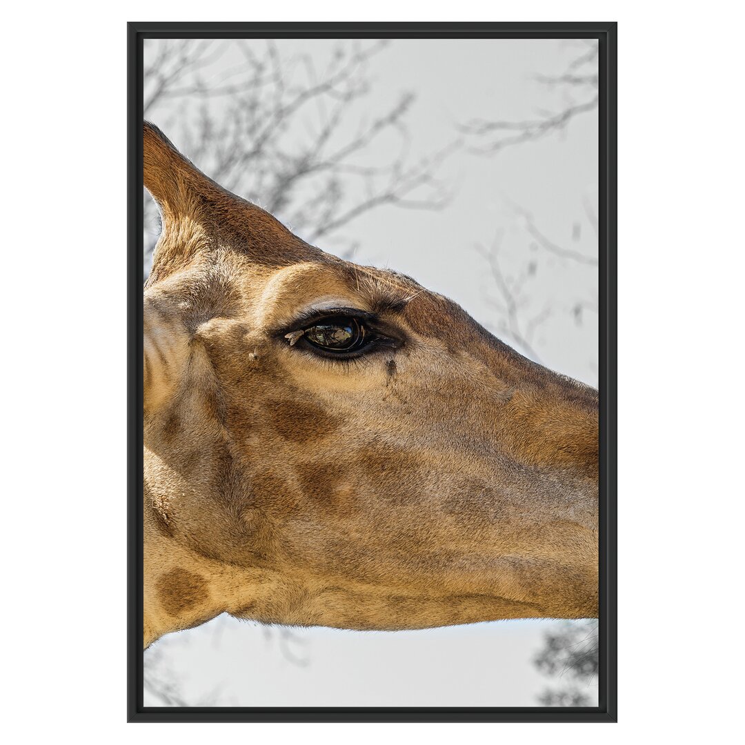 Gerahmtes Wandbild anmutige Giraffe isst