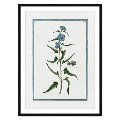 Colombe "Shabby Elegance Botanical I" Print