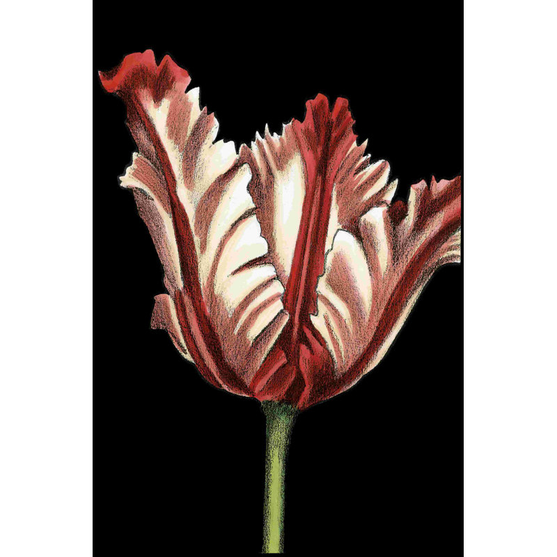 Tulipes vibrantes II, H 18 po x l 12 po