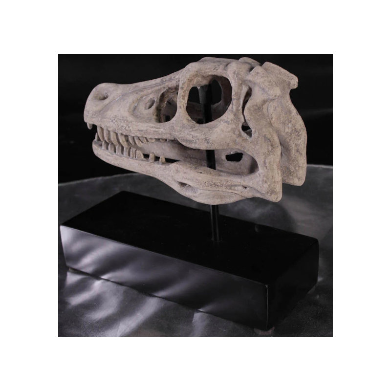 Statue de crâne de dinosaure Raptor