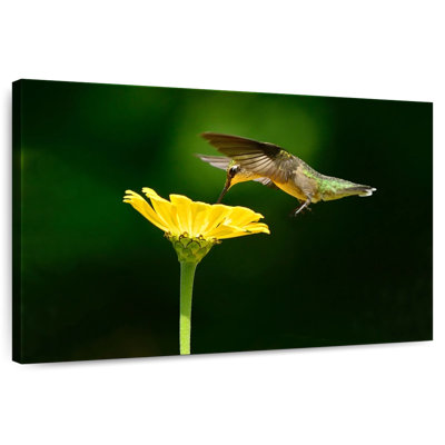 Brampt Hummingbird In Flight