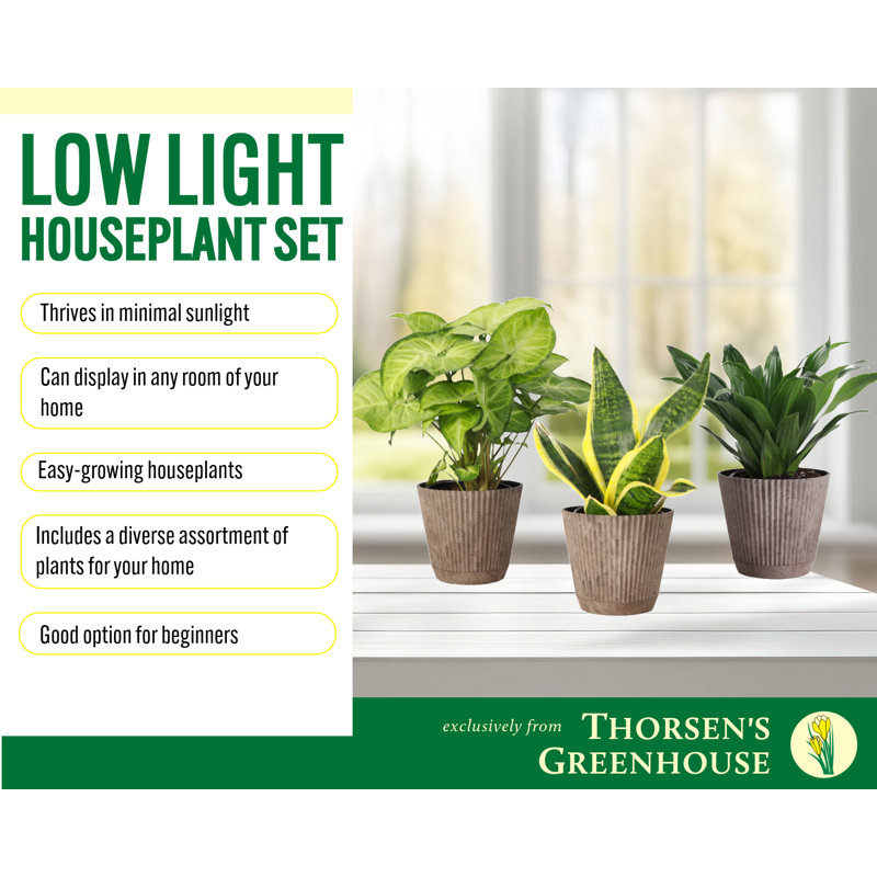 Live Low Light Houseplant Set, Coffee