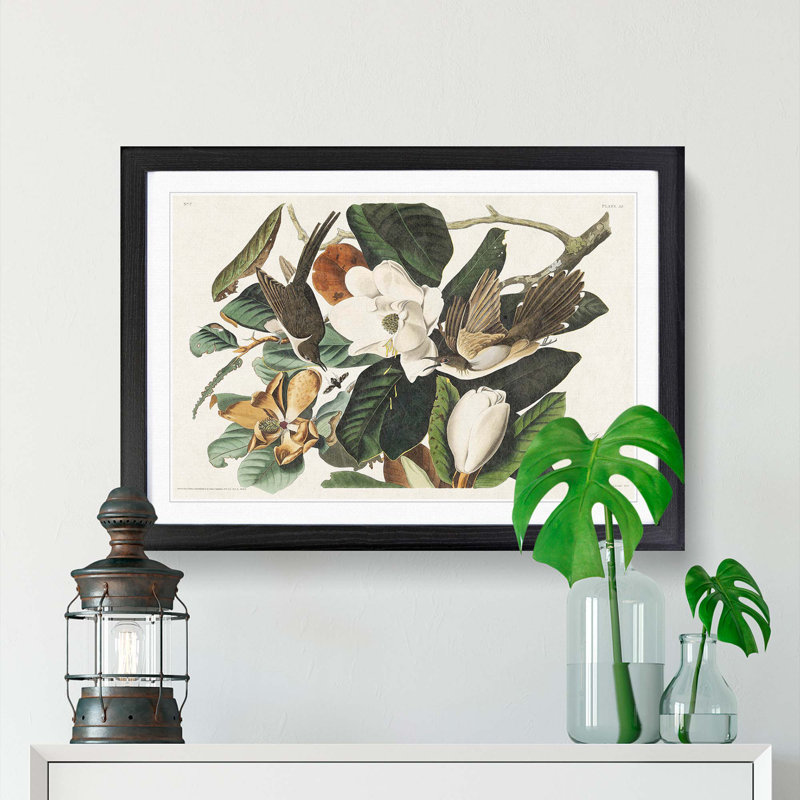 Black-Billed Cuckoo Birds by John James Audubon - Picture Frame Art Print, Black Framed, 36cm H x 48cm W x 2cm D