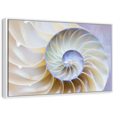 Empty Nautilus Shell