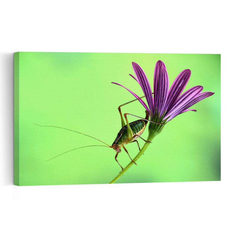 Grasshopper On Purple Bloom Delicate Peaceful Vibrant Grasshopper Flower Nature Wall Art Print 1 Piece Wrapped Canvas Wall Art