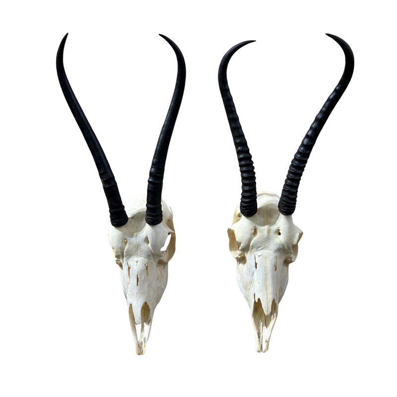 Female Springbok Skull