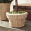 Preserved Greens Boxwood Topiary in Ceramic Pot