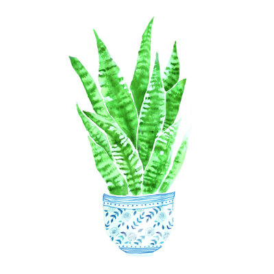 Motif de plante de serpent - impression sur toile tendue