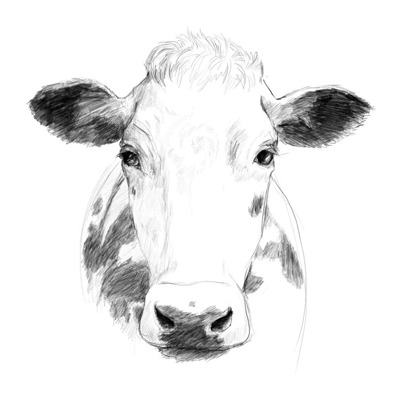 Vache complexe par - on, H 12 po x l 12 po