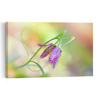 Delicate Checkered Flower Delicate Dreamy Vibrant Violet Flower Nature Wall Art Print 1 Piece Wrapped Canvas Wall Art