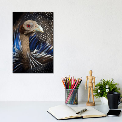 Vulturine Guineafowl Kenya - Wrapped Canvas Print